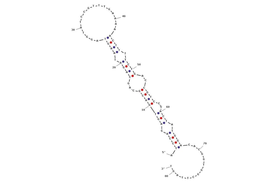 Secondary Structure - Anti-Glucagon Receptor Aptamer [GR-3] (Biotin) (A321047) - Antibodies.com