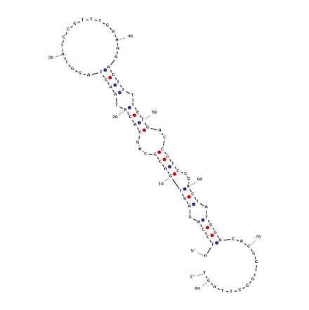 Secondary Structure - Anti-Glucagon Receptor Aptamer [GR-3] (Biotin) (A321047) - Antibodies.com