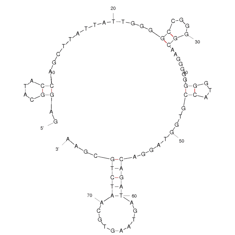 Secondary Structure - Anti-c-Kit Aptamer [1-F] (Biotin) (A321048) - Antibodies.com