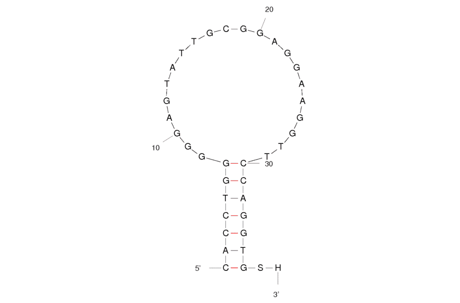 Secondary Structure - Anti-ATP Aptamer (Biotin) (A321052) - Antibodies.com