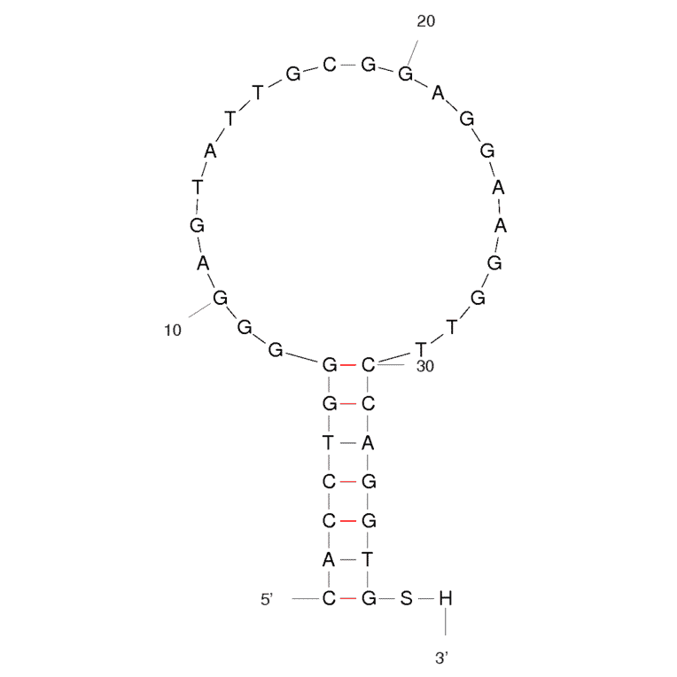 Secondary Structure - Anti-ATP Aptamer (Biotin) (A321052) - Antibodies.com