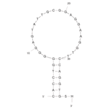 Secondary Structure - Anti-ATP Aptamer (Biotin) (A321052) - Antibodies.com