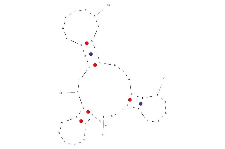 Secondary Structure - Anti-Thymidine Kinase 1/TK1 Aptamer [Apt69] (Biotin) (A321054) - Antibodies.com