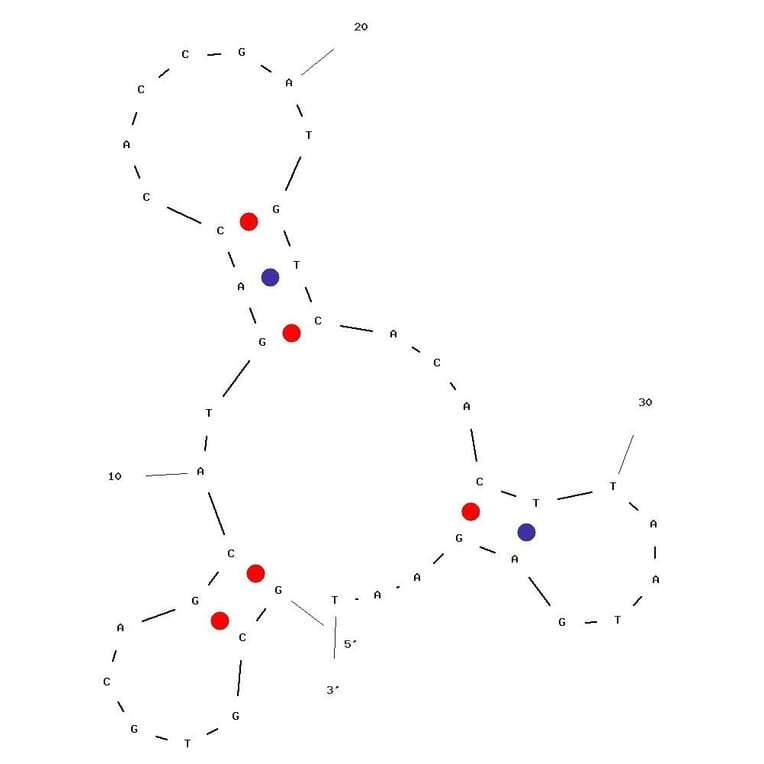 Secondary Structure - Anti-Thymidine Kinase 1/TK1 Aptamer [Apt69] (Biotin) (A321054) - Antibodies.com