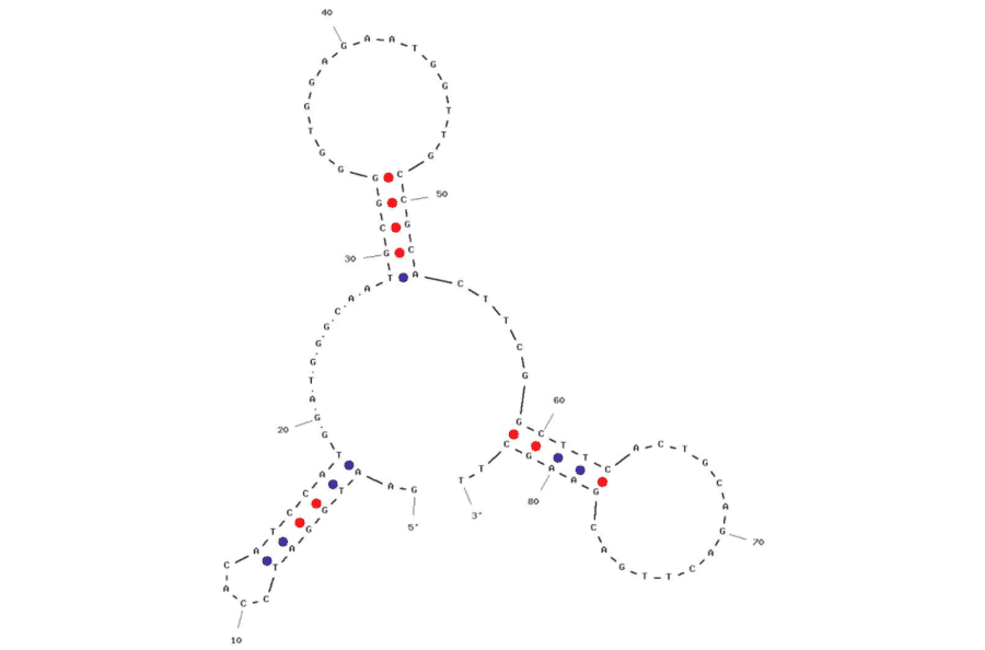 Secondary Structure - Anti-Cortisol Aptamer (Biotin) (A321055) - Antibodies.com