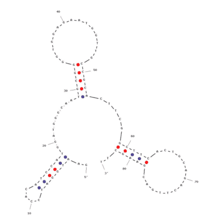 Secondary Structure - Anti-Cortisol Aptamer (Biotin) (A321055) - Antibodies.com