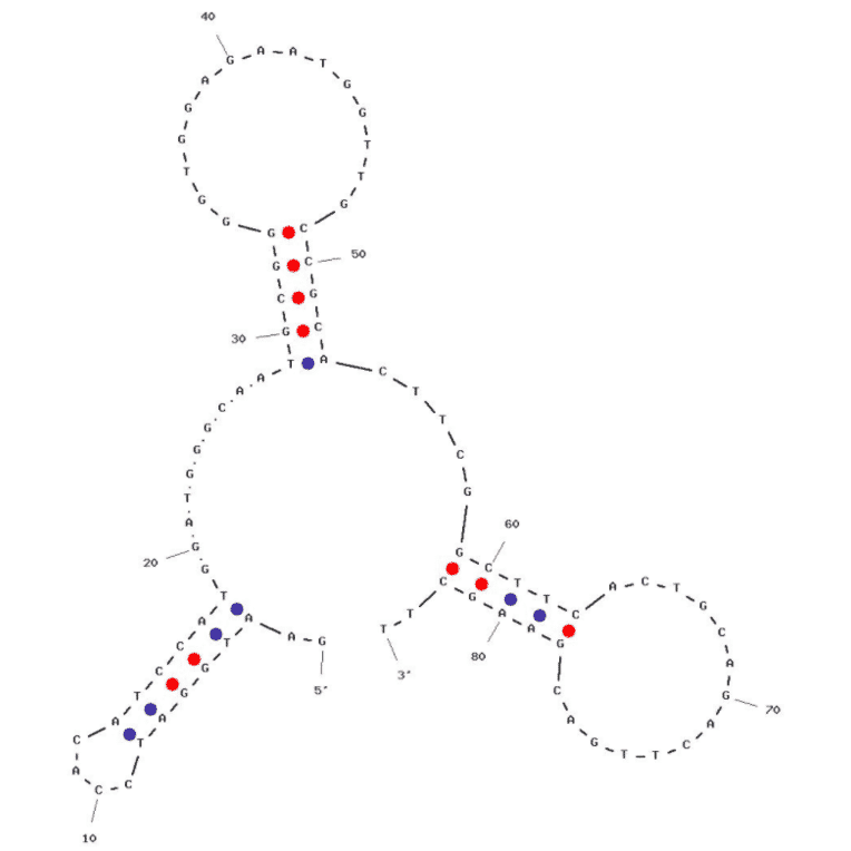 Secondary Structure - Anti-Cortisol Aptamer (Biotin) (A321055) - Antibodies.com
