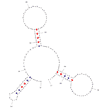 Secondary Structure - Anti-Cortisol Aptamer (Biotin) (A321055) - Antibodies.com