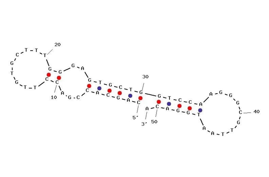 Secondary Structure - Anti-SARS-CoV-2 Spike Glycoprotein RBD Aptamer [Aptamer 1C] (Biotin) (A321056) - Antibodies.com