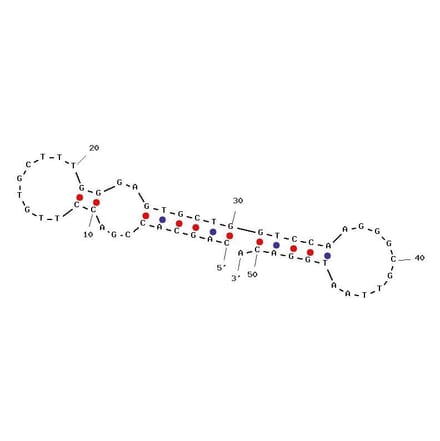 Secondary Structure - Anti-SARS-CoV-2 Spike Glycoprotein RBD Aptamer [Aptamer 1C] (Biotin) (A321056) - Antibodies.com