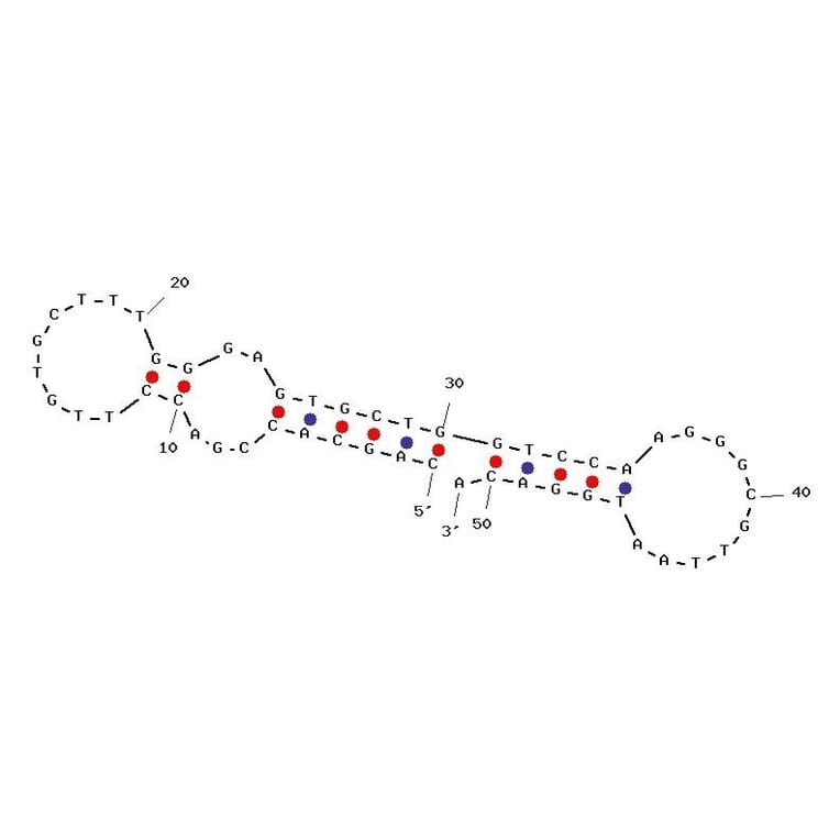 Secondary Structure - Anti-SARS-CoV-2 Spike Glycoprotein RBD Aptamer [Aptamer 1C] (Biotin) (A321056) - Antibodies.com