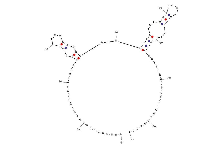 Secondary Structure - Anti-MDA-MB-231 Cells Aptamer [M3] (Biotin) (A321057) - Antibodies.com