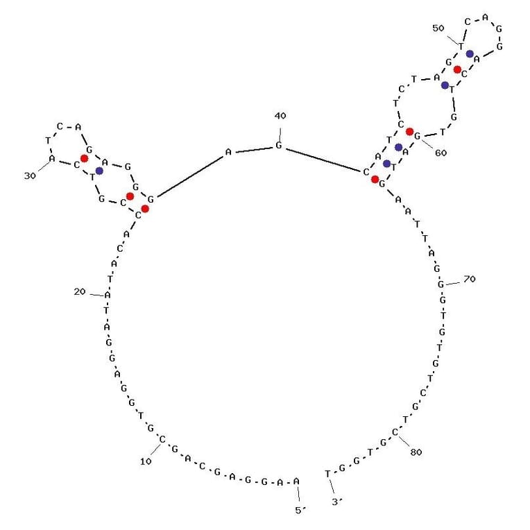 Secondary Structure - Anti-MDA-MB-231 Cells Aptamer [M3] (Biotin) (A321057) - Antibodies.com
