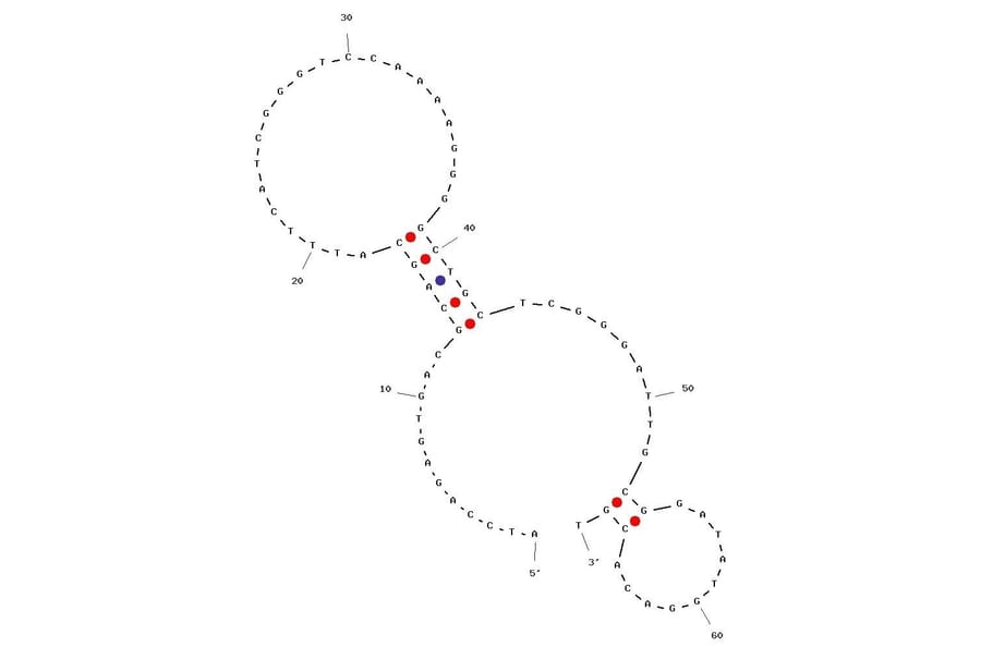 Secondary Structure - Anti-SARS-CoV-2 Spike Glycoprotein RBD Aptamer (Biotin) (A321058) - Antibodies.com