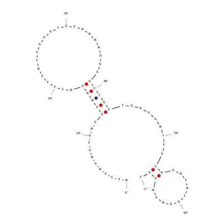 Secondary Structure - Anti-SARS-CoV-2 Spike Glycoprotein RBD Aptamer (Biotin) (A321058) - Antibodies.com