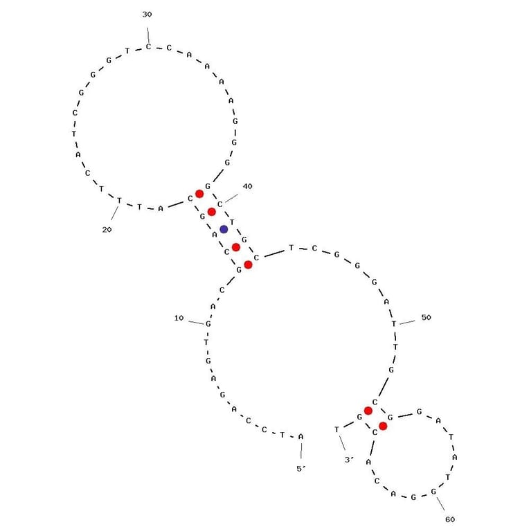 Secondary Structure - Anti-SARS-CoV-2 Spike Glycoprotein RBD Aptamer (Biotin) (A321058) - Antibodies.com