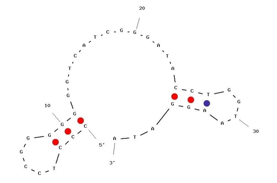 Secondary Structure - Anti-E. coli Aptamer [PC 12-31 ] (Biotin) (A321059) - Antibodies.com