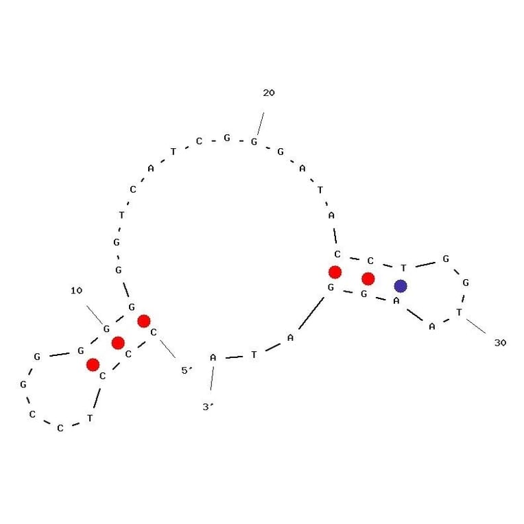 Secondary Structure - Anti-E. coli Aptamer [PC 12-31 ] (Biotin) (A321059) - Antibodies.com