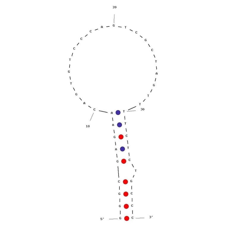 Secondary Structure - Anti-Doxycycline Aptamer [DOX 6] (Biotin) (A321060) - Antibodies.com