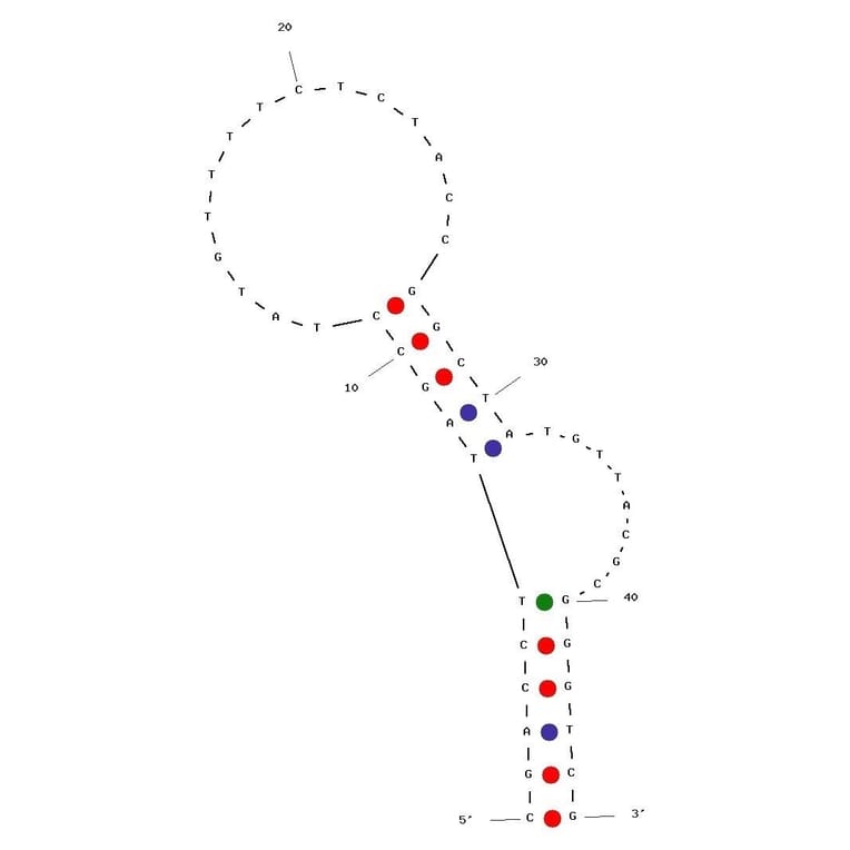 Secondary Structure - Anti-VEGF 165 Aptamer (Biotin) (A321062) - Antibodies.com