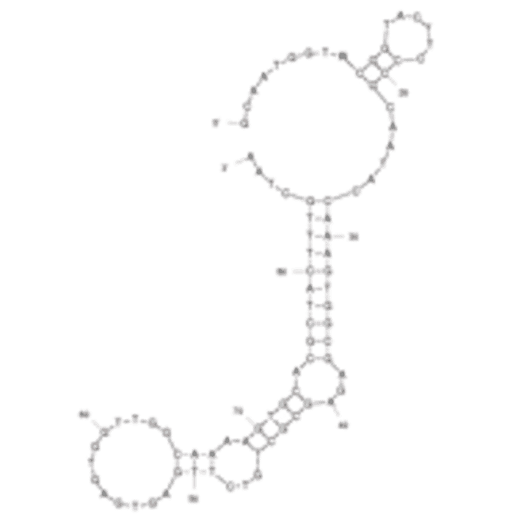 Secondary Structure - Anti-E. coli Aptamer [20-7] (Biotin) (A321063) - Antibodies.com