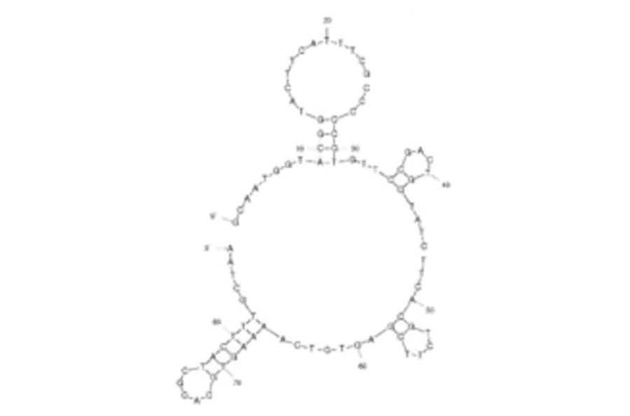 Secondary Structure - Anti-E. coli Aptamer [20-5] (Biotin) (A321064) - Antibodies.com