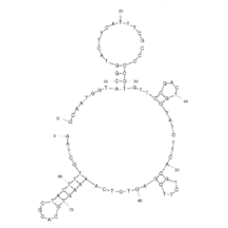 Secondary Structure - Anti-E. coli Aptamer [20-5] (Biotin) (A321064) - Antibodies.com