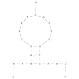 Secondary Structure - Anti-C Reactive Protein Aptamer (Biotin) (A321065) - Antibodies.com