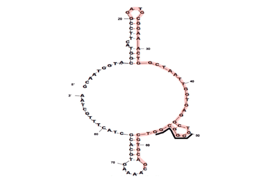 Secondary Structure - Anti-SARS-CoV-2 Nucleocapsid Protein Aptamer [Aptamer 1] (Biotin) (A321066) - Antibodies.com