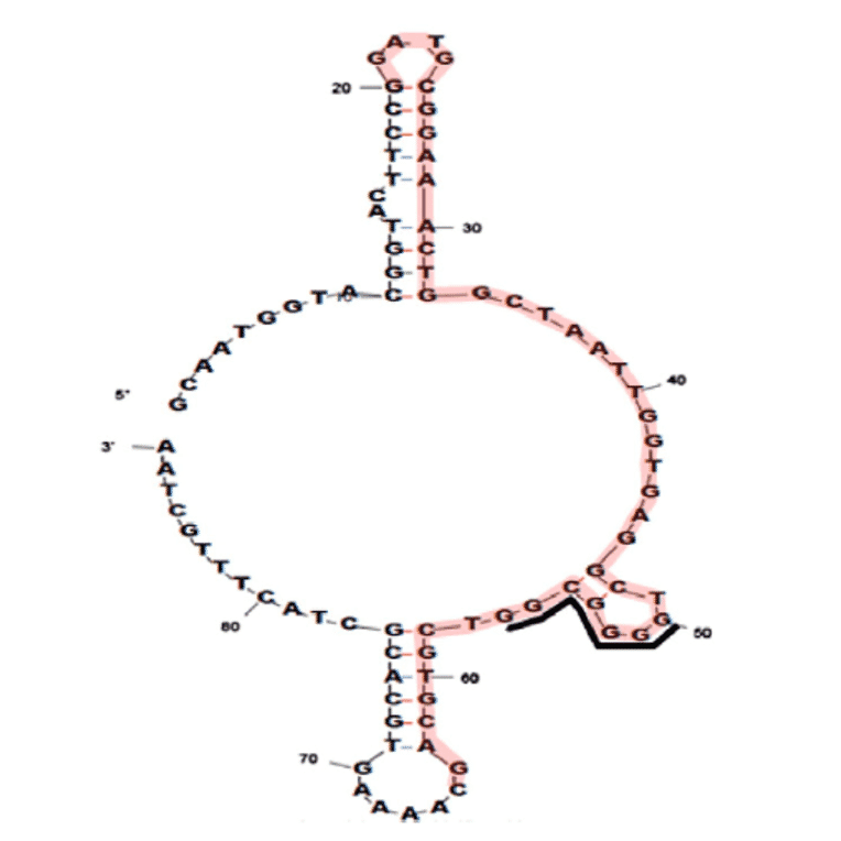 Secondary Structure - Anti-SARS-CoV-2 Nucleocapsid Protein Aptamer [Aptamer 1] (Biotin) (A321066) - Antibodies.com