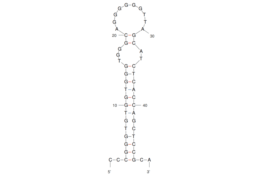 Secondary Structure - Anti-CD19 Aptamer [C10] (Biotin) (A321067) - Antibodies.com
