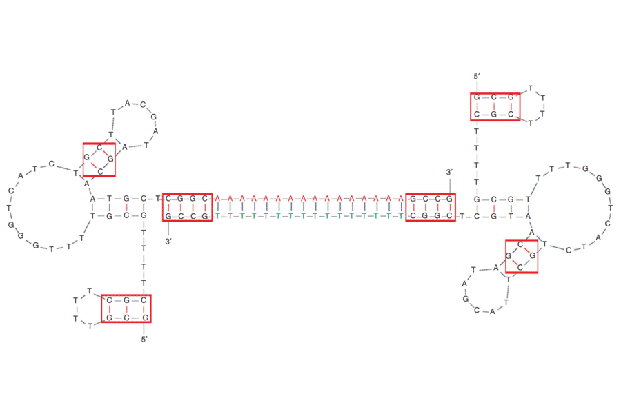 Secondary Structure - Anti-PSMA Aptamer (Biotin) (A321068) - Antibodies.com