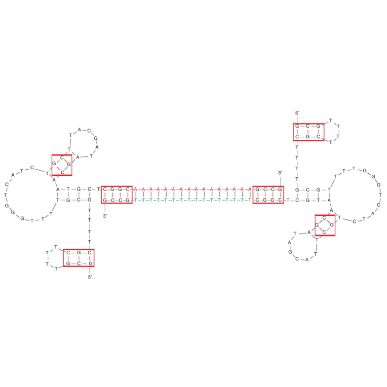 Secondary Structure - Anti-PSMA Aptamer (Biotin) (A321068) - Antibodies.com