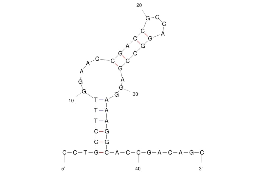 Secondary Structure - Anti-Influenza A Virus Hemagglutinin Aptamer (Biotin) (A321070) - Antibodies.com