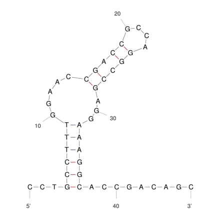 Secondary Structure - Anti-Influenza A Virus Hemagglutinin Aptamer (Biotin) (A321070) - Antibodies.com