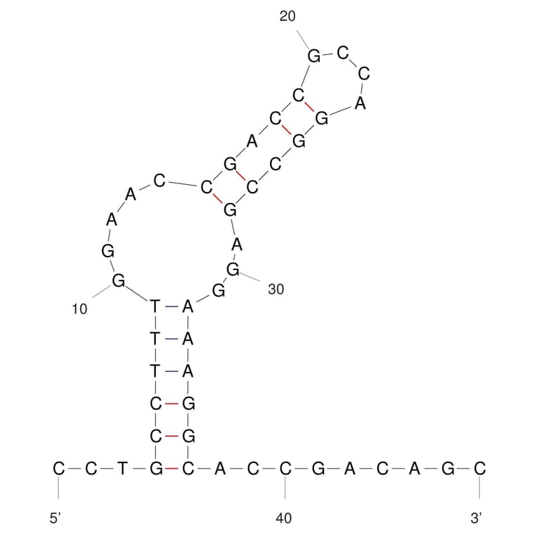 Secondary Structure - Anti-Influenza A Virus Hemagglutinin Aptamer (Biotin) (A321070) - Antibodies.com