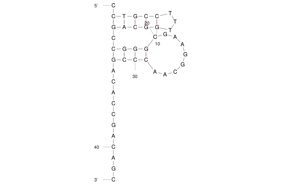 Secondary Structure - Anti-Influenza A Virus Hemagglutinin Aptamer (Biotin) (A321071) - Antibodies.com