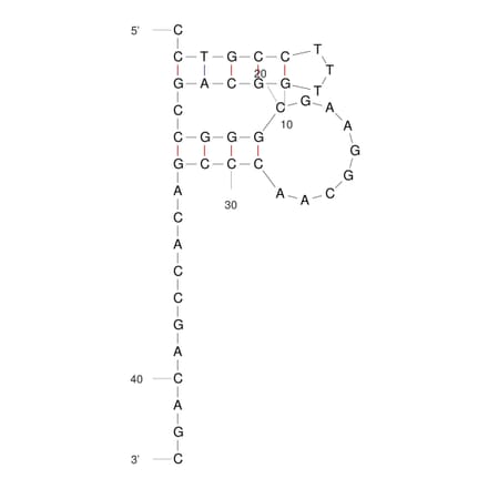 Secondary Structure - Anti-Influenza A Virus Hemagglutinin Aptamer (Biotin) (A321071) - Antibodies.com