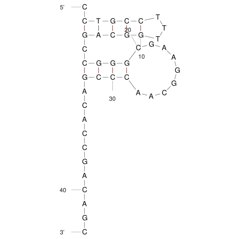 Secondary Structure - Anti-Influenza A Virus Hemagglutinin Aptamer (Biotin) (A321071) - Antibodies.com