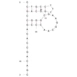 Secondary Structure - Anti-Influenza A Virus Hemagglutinin Aptamer (Biotin) (A321071) - Antibodies.com
