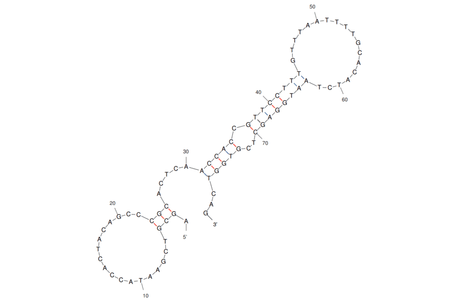 Secondary Structure - Anti-SHP2 Aptamer [21st clone] (Biotin) (A321072) - Antibodies.com