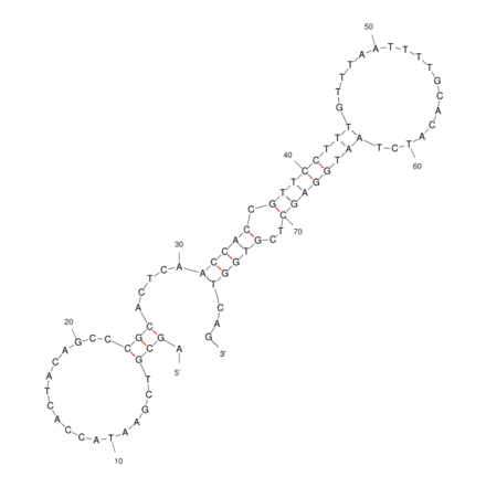 Secondary Structure - Anti-SHP2 Aptamer [21st clone] (Biotin) (A321072) - Antibodies.com
