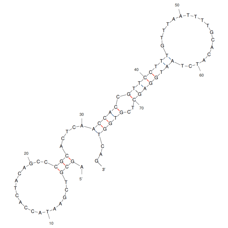 Secondary Structure - Anti-SHP2 Aptamer [21st clone] (Biotin) (A321072) - Antibodies.com