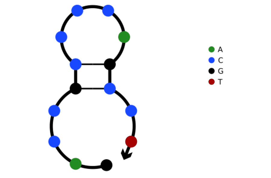 Secondary Structure - Anti-SARS-CoV-2 Nucleocapsid Protein Aptamer [Aptamer 1 - Switch antisense] (Biotin) (A321073) - Antibodies.com
