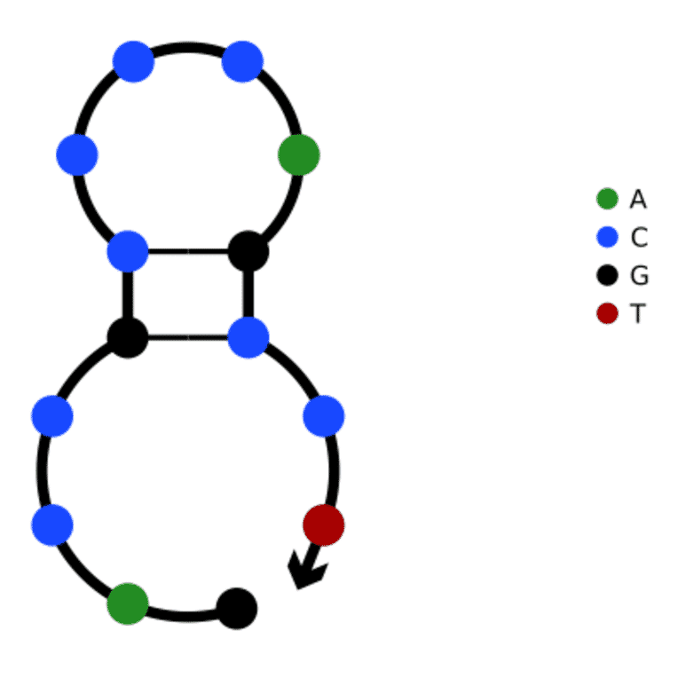Secondary Structure - Anti-SARS-CoV-2 Nucleocapsid Protein Aptamer [Aptamer 1 - Switch antisense] (Biotin) (A321073) - Antibodies.com