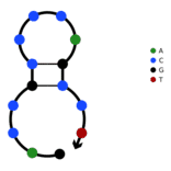 Secondary Structure - Anti-SARS-CoV-2 Nucleocapsid Protein Aptamer [Aptamer 1 - Switch antisense] (Biotin) (A321073) - Antibodies.com