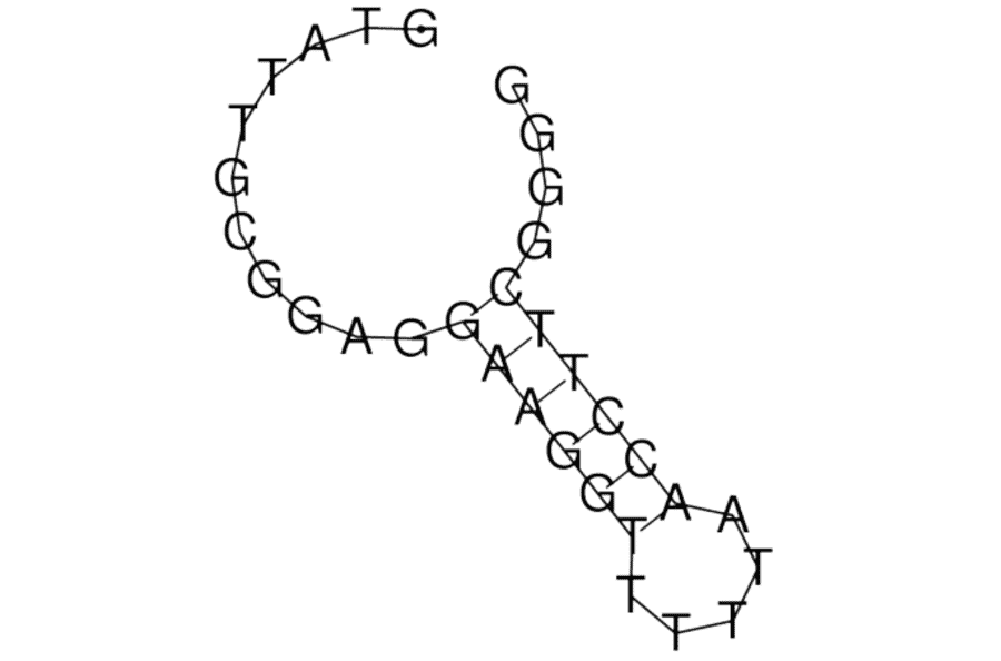 Secondary Structure - Anti-Adenosine Aptamer (Biotin) (A321074) - Antibodies.com