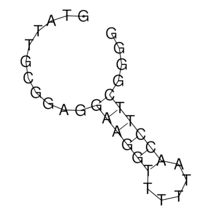 Secondary Structure - Anti-Adenosine Aptamer (Biotin) (A321074) - Antibodies.com