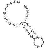 Secondary Structure - Anti-Adenosine Aptamer (Biotin) (A321074) - Antibodies.com
