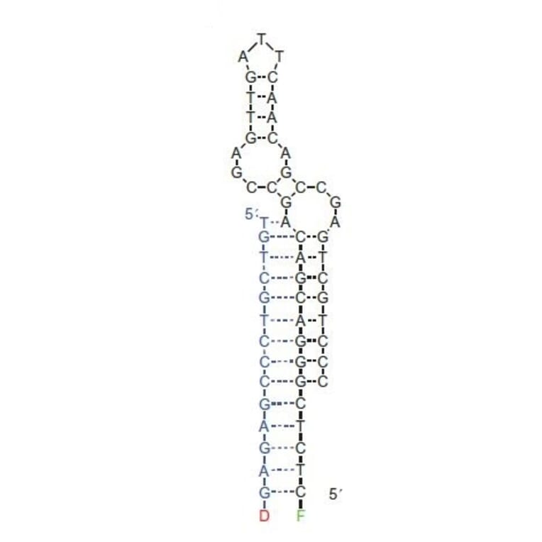 Secondary Structure - Anti-Glucose Aptamer (Biotin) (A321076) - Antibodies.com